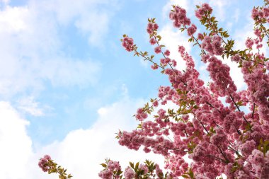 Mavi gökyüzüne karşı güzel pembe çiçekleri olan Sakura ağacı, yazı için yer. İnanılmaz bahar çiçekleri.