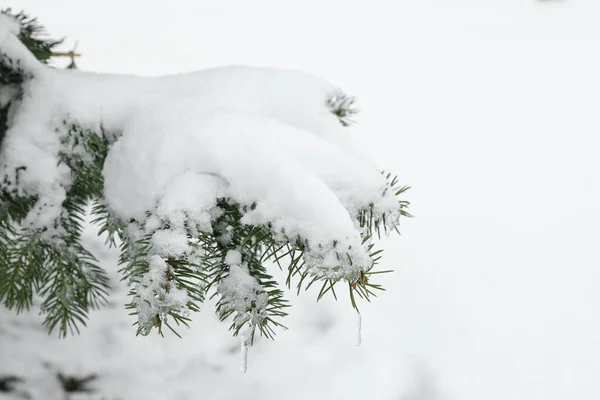 Abeto Cubierto Nieve Día Invierno Primer Plano — Foto de Stock