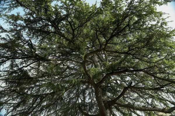 Krásný Jehličnatý Strom Proti Obloze Nízký Úhel Pohledu — Stock fotografie