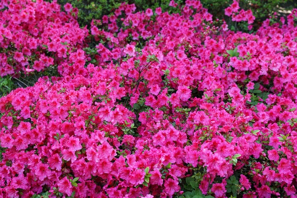 Beautiful Azalea Bush Pink Flowers Growing Outdoors Closeup Spring Season — Stock Fotó