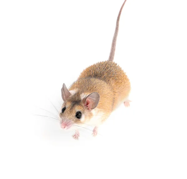 Kleine Süße Stachelige Maus Auf Weißem Hintergrund — Stockfoto