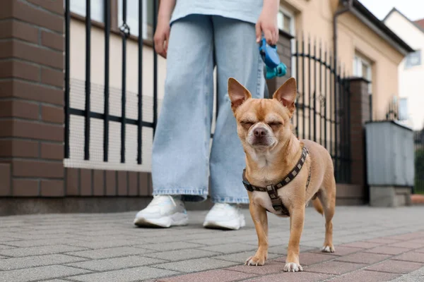 Besitzerin Geht Mit Ihrem Chihuahua Hund Auf Stadtstraße Nahaufnahme — Stockfoto