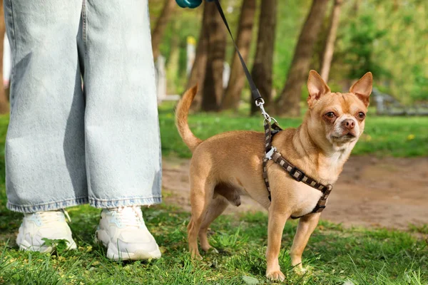 Mulher Andando Com Seu Cachorro Chihuahua Grama Verde Parque Close — Fotografia de Stock