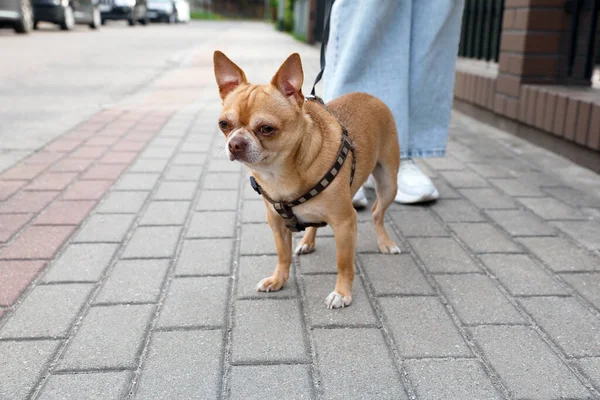 Besitzerin Geht Mit Ihrem Chihuahua Hund Auf Stadtstraße Nahaufnahme — Stockfoto