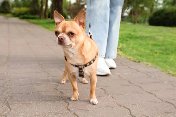 Besitzerin Spaziert Mit Ihrem Chihuahua Hund Park Nahaufnahme — Stockfoto