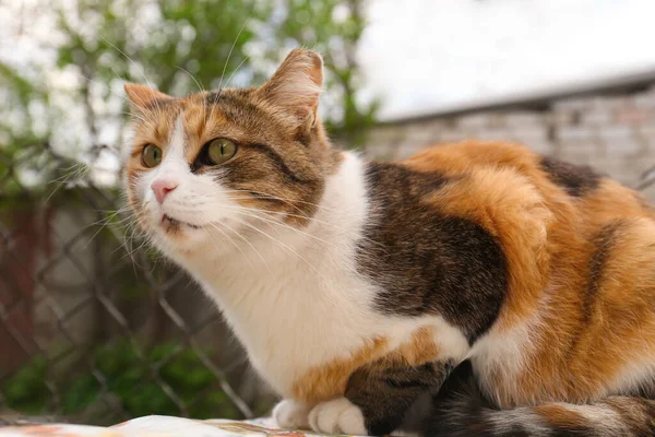 Cute Fluffy Cat Beautiful Eyes Outdoors — Fotografia de Stock