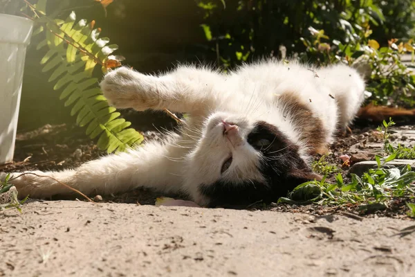 Cute Cat Resting Backyard Sunny Day — Φωτογραφία Αρχείου