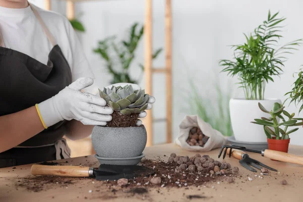 Woman Planting Succulent Table Indoors Closeup View Space Text Houseplant — Stok Foto
