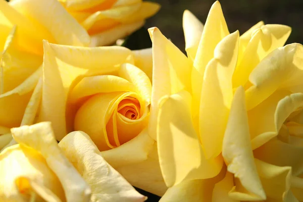 Closeup View Beautiful Yellow Roses Outdoors — Stockfoto
