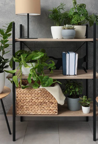 美しい家の植物と棚ユニット室内 ホームデザインのアイデア — ストック写真