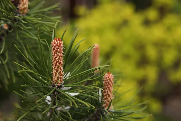 Pine Tree Blossoms Outdoors Spring Day Closeup Space Text — 스톡 사진
