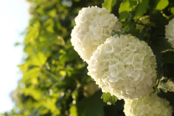 Beautiful Hydrangea Plant White Flowers Outdoors Closeup — Stock fotografie