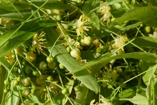 Belles Fleurs Tilleul Feuilles Vertes Comme Arrière Plan Vue Dessus — Photo