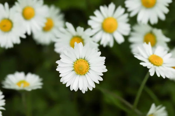 Hermosas Flores Margarita Que Crecen Aire Libre Primer Plano — Foto de Stock