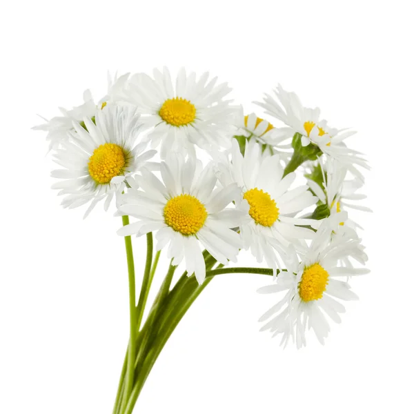 Bunch Beautiful Daisy Flowers White Background — Stock Fotó