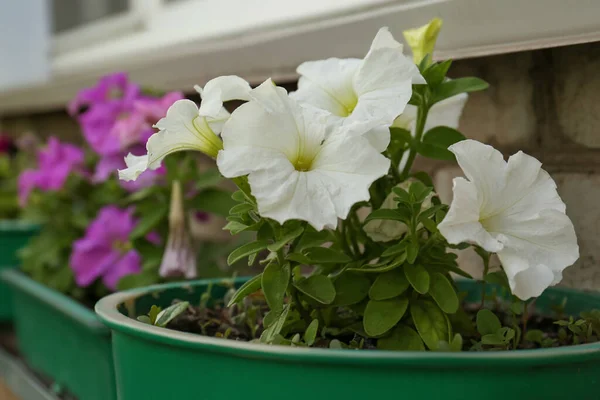Potted Petunia Plants Beautiful Flowers Building Outdoors Closeup — Φωτογραφία Αρχείου