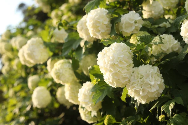 Beautiful Hydrangea Plant White Flowers Outdoors Closeup — Stockfoto