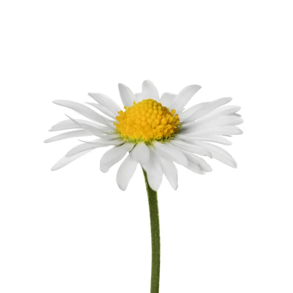 Όμορφο Τρυφερό Λουλούδι Μαργαρίτα Απομονωμένο Λευκό — Φωτογραφία Αρχείου