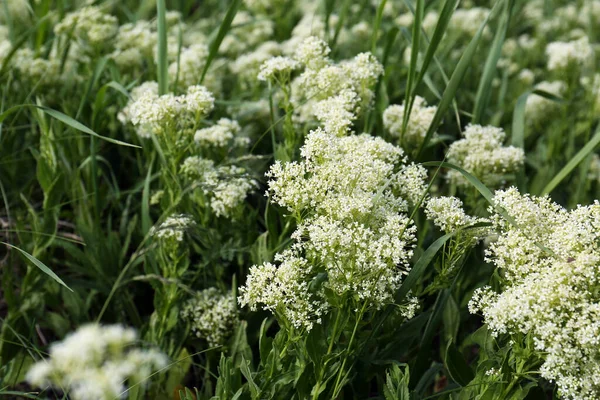 Beautiful White Wildflowers Growing Field Closeup — Stock Photo, Image