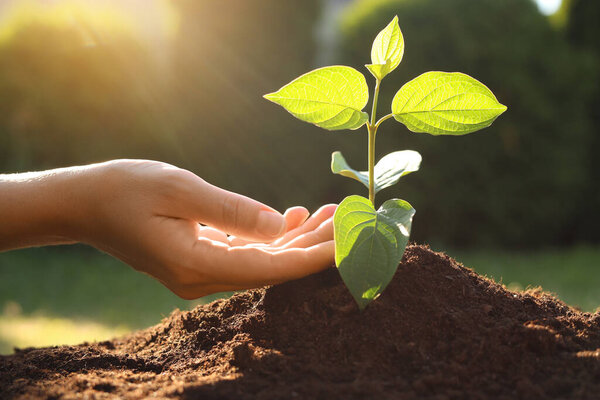 Woman taking care of beautiful green seedling in soil outdoors, closeup. Planting tree