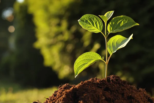 Beautiful Green Seedling Soil Outdoors Closeup Space Text Planting Tree — 스톡 사진
