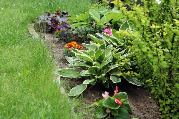 Beautiful Flowerbed Different Plants Outdoors Gardening Landscaping — Zdjęcie stockowe