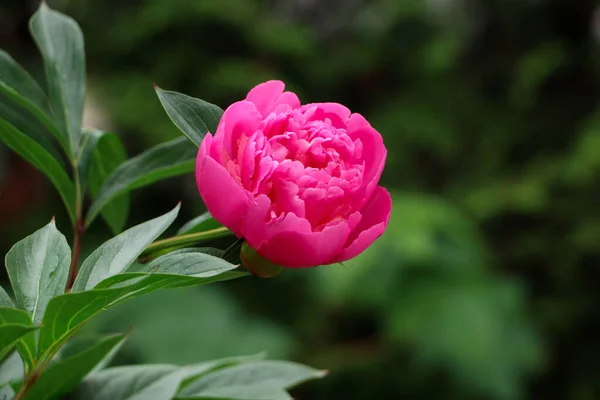 Piękny Różowy Piwonia Rośnie Ogrodzie Zbliżenie — Zdjęcie stockowe