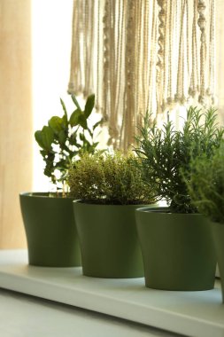 Pencere kenarındaki farklı aromatik saksı bitkileri.