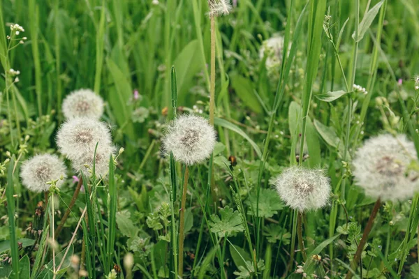 Beautiful Fluffy Dandelions Bright Green Grass — Foto Stock