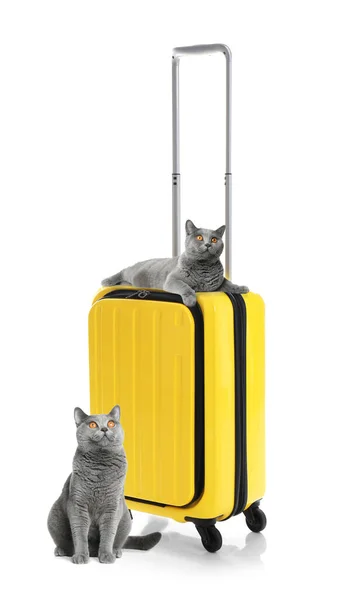 Cute Cats Bright Suitcase Packed Journey White Background Travelling Pet — Φωτογραφία Αρχείου