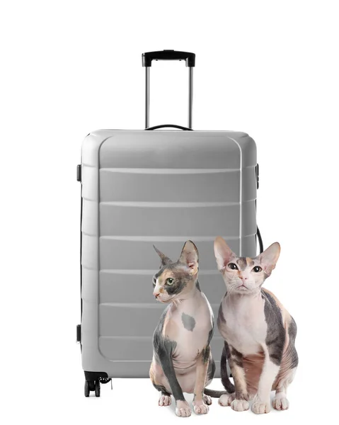 Cute Cats Suitcase Packed Journey White Background Travelling Pet — Φωτογραφία Αρχείου