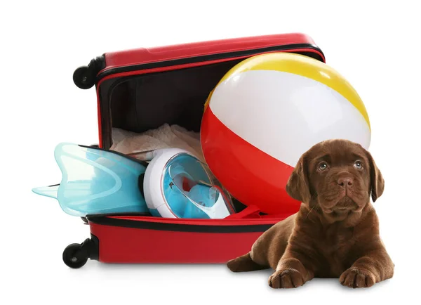 Cute Dog Bright Suitcase Packed Journey White Background Travelling Pet — Φωτογραφία Αρχείου