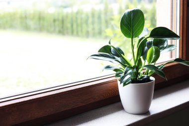 Beautiful houseplant with bright green leaves in pot on windowsill, space for text