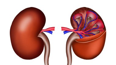 Illustration of kidneys on white background. Human anatomy