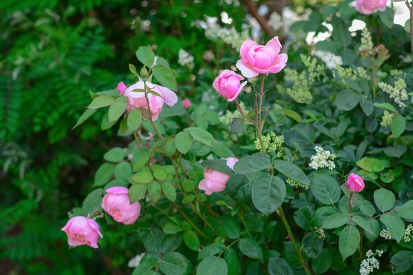 Όμορφη Ανθισμένη Τριανταφυλλιά Ροζ Λουλούδια Εξωτερικούς Χώρους — Φωτογραφία Αρχείου