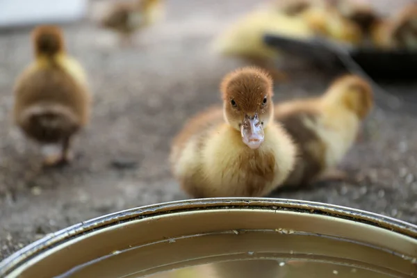Cute Fluffy Duckling Bowl Water Farmyard — 스톡 사진