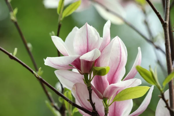 Magnolia Tree Beautiful Flowers Blurred Background Closeup — Stockfoto