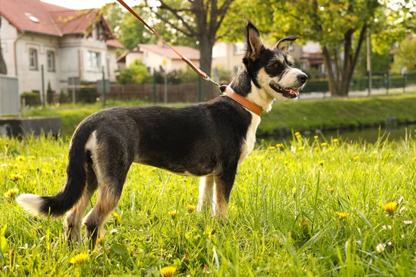 Cute Dog Leash Green Grass Park — Stockfoto