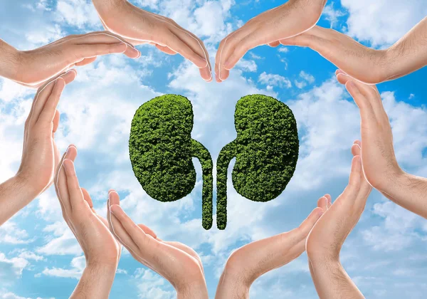 Human Kidneys Model Made Trees People Forming Heart Hands Blue —  Fotos de Stock