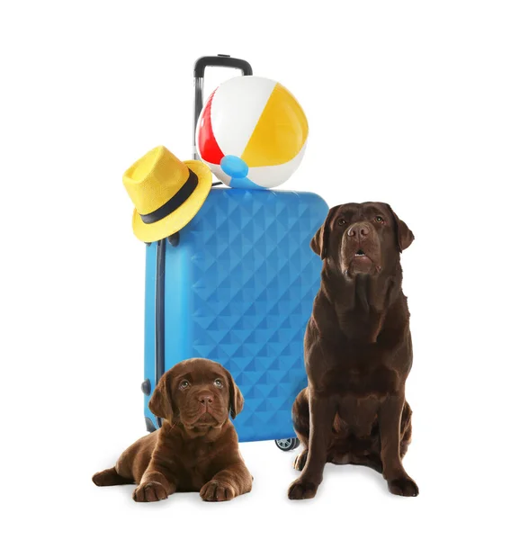 Cute Dogs Bright Suitcase Packed Journey White Background Travelling Pet — Foto Stock