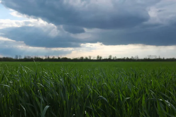 Piękne Pole Rolnicze Dojrzewającą Uprawą Zbóż Pod Błękitnym Niebem — Zdjęcie stockowe