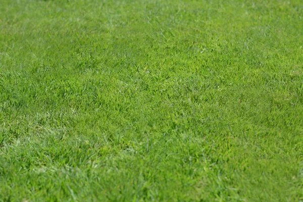 Schönes Hellgrünes Gras Sonnigem Tag — Stockfoto