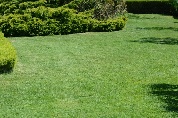 Lawn with bright green grass and shrubs on sunny day