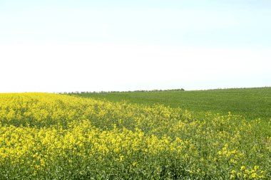 Beautiful view of blooming rapeseed field on sunny day