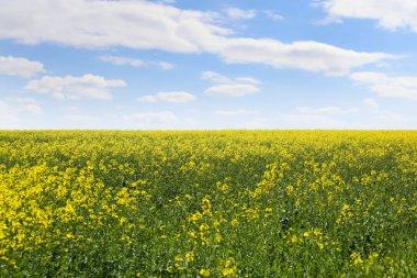 Güneşli bir günde açan kolza tohumu tarlasının güzel manzarası