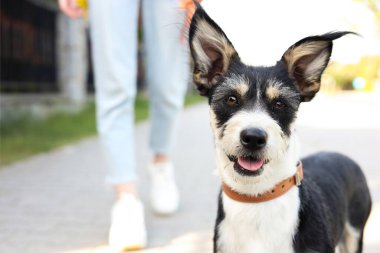 Şehir caddesinde sevimli köpeğini gezdiren bir kadın, yakın plan. Metin için boşluk