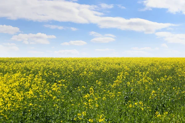 Beautiful View Blooming Rapeseed Field Sunny Day — ストック写真
