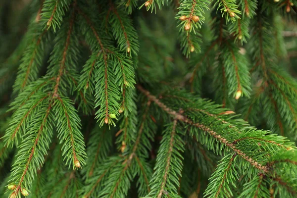 Green Branches Beautiful Conifer Tree Small Cones Outdoors Closeup — Stock Photo, Image