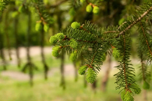 Beautiful Branch Coniferous Tree Park Closeup — 스톡 사진