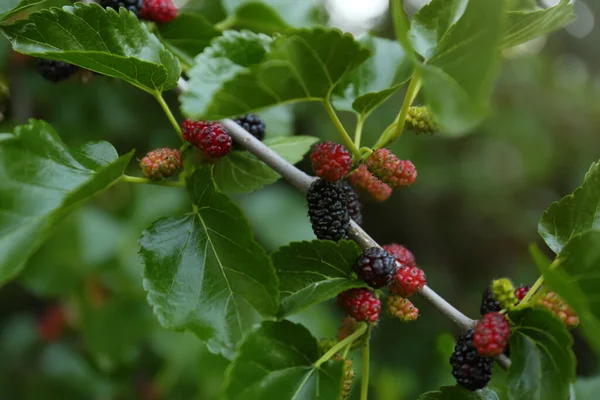 Closeup View Mulberry Tree Ripening Berries Outdoors — 스톡 사진